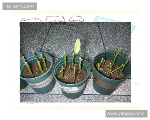 掌握颠足球的技巧与练习方法助你提升球技的全面指南